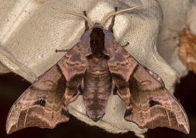 Eyed Hawk-moth, Smerinthus ocellata.   Luxford Lane, Crowborough, 3 July 2017. 