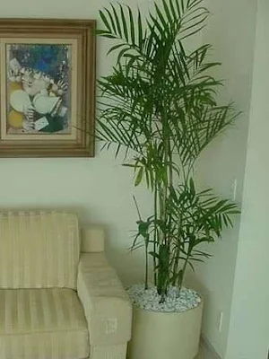 Como utilizar plantas na decoração de interiores