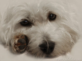 Close-up of White West Highland Terrier's face