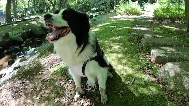 保護犬 ボーダーコリー トーマ