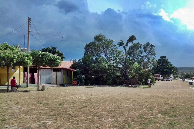 Vento forte derruba árvore centenária no distrito de Padre Vieira em Viçosa-Ceará 
