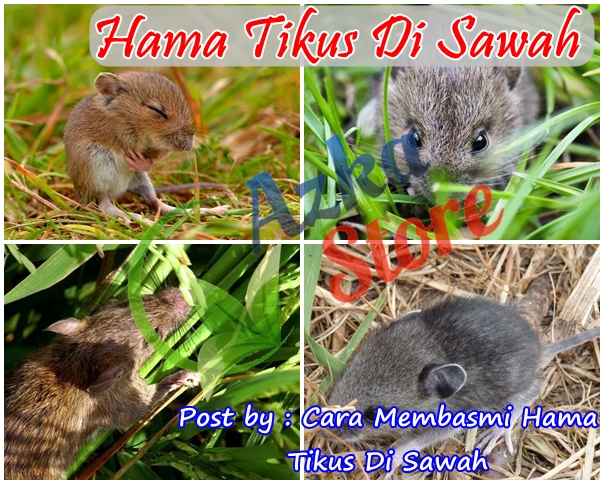 Cara Membasmi Hama Tikus Di Sawah