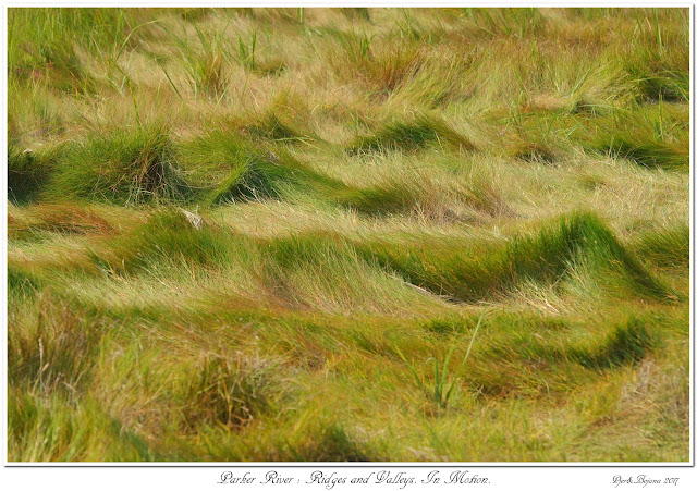 Parker River: Ridges and Valleys. In Motion.