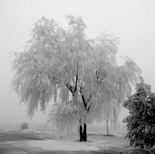 Árbol nevado, típico del invierno