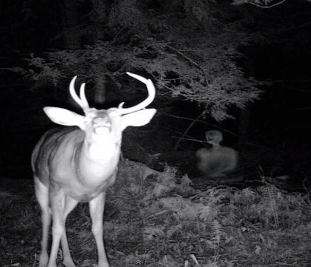 original terrifying ghost photo in night at forest