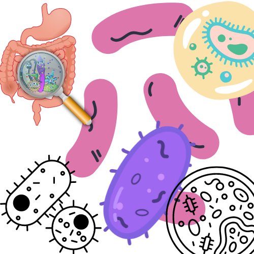 Probiotics and Prebiotics  