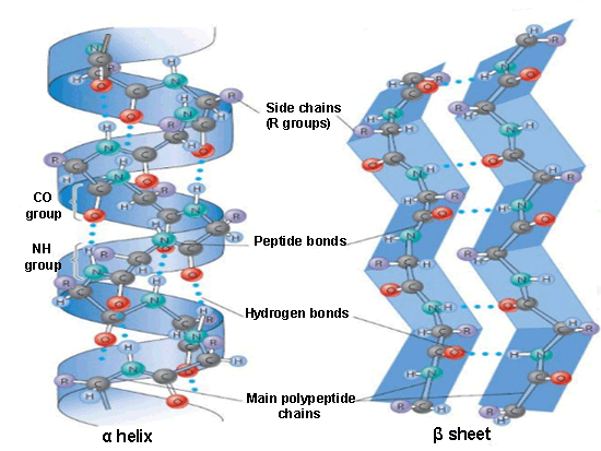 Secondary structures: α helix and β sheet