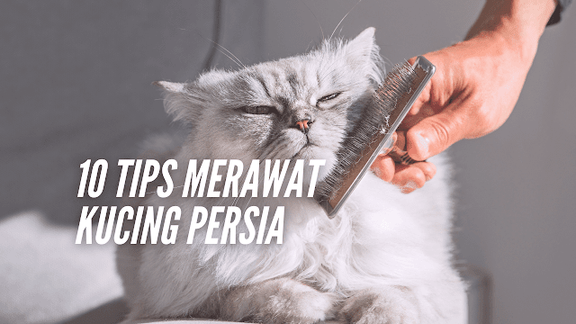 cara rawat kucing persia