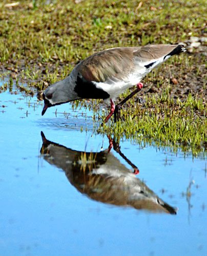 Southern lapwing. Photo: Horacio Iannella