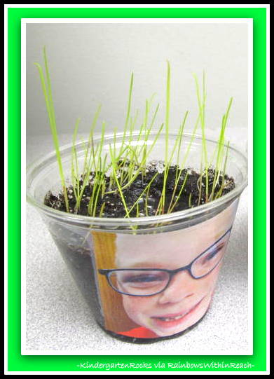 photo of: Spring Science Experiment with Grass Seeds at Kindergarten Rocks via RainbowsWithinReach