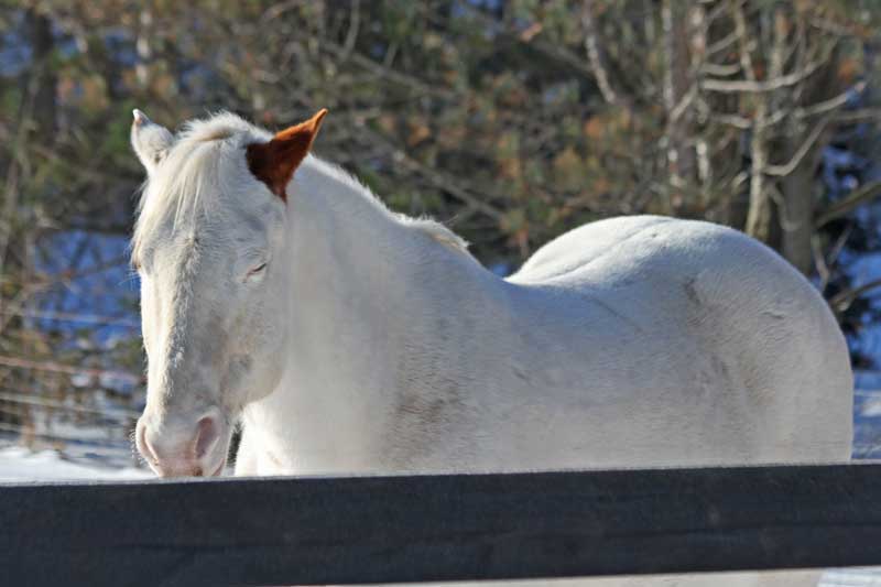 White Horse