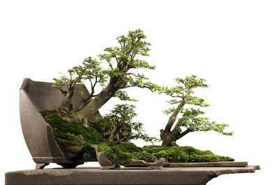 Bonsai