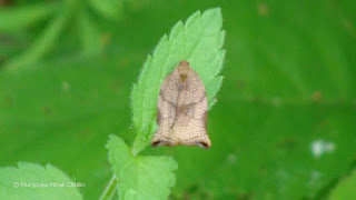 Archips podana (female) DSC160545