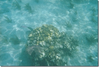 95.  Snorkeling