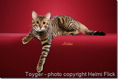 Toyger - "Starbuck"