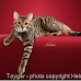 Toyger cat photo by Helmi Flick
