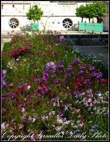 Flowers Petit Trianon Versailles