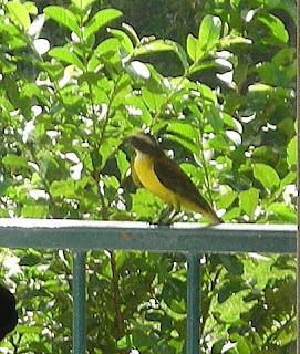 Great Kiskadee, La Ceiba, Honduras