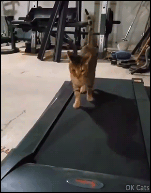 Funny Cat GIF • Cat found new way to use the treadmill, breaking the rules! [ok-cats.com]