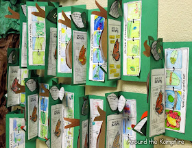  Butterfly life cycle foldable lapbook