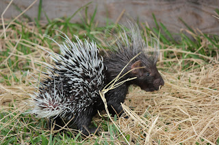 Funny Porcupine