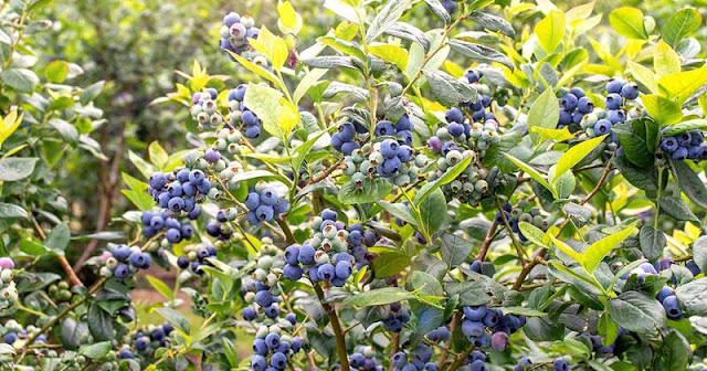Muda de Blueberry Mirtilo Formada Por Estaquias.