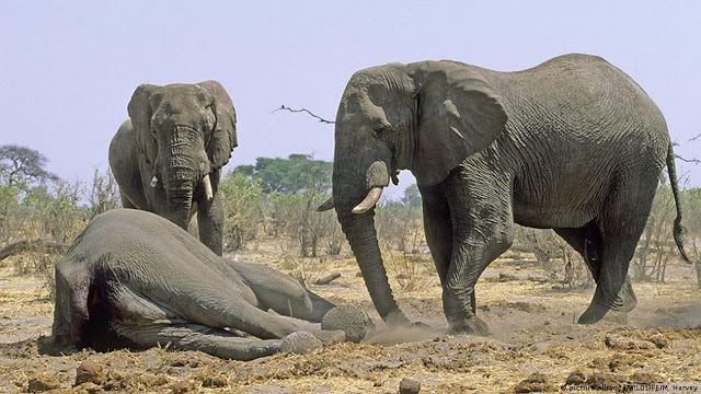 В Ботсване погибло более 400 слонов
