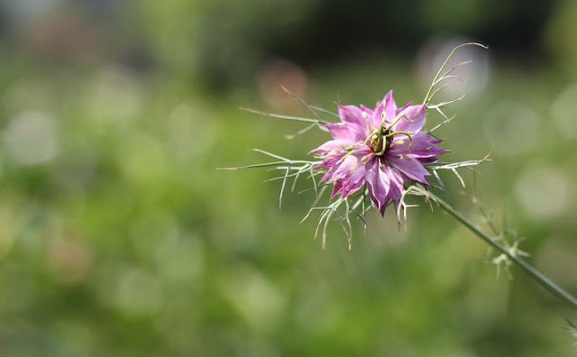 Love-in-a-Mist Flowers