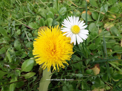 Fiori di campo in giardino, margherita e dente di leone