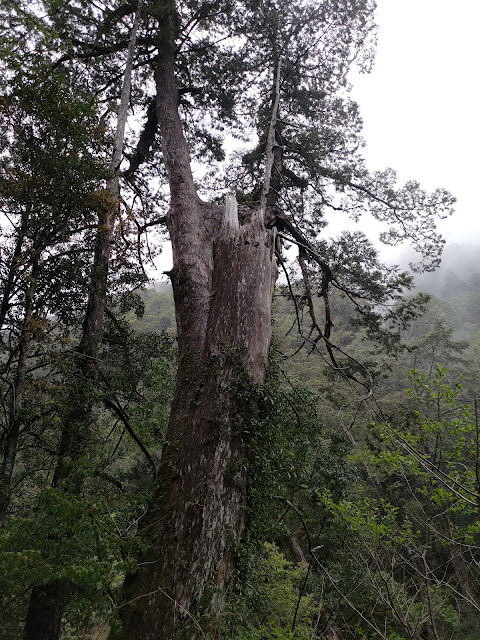 拉拉山國家森林遊樂區 - 雷劈神木