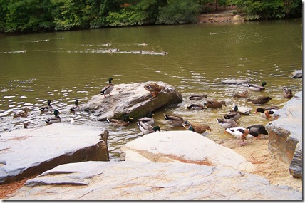 Ducks