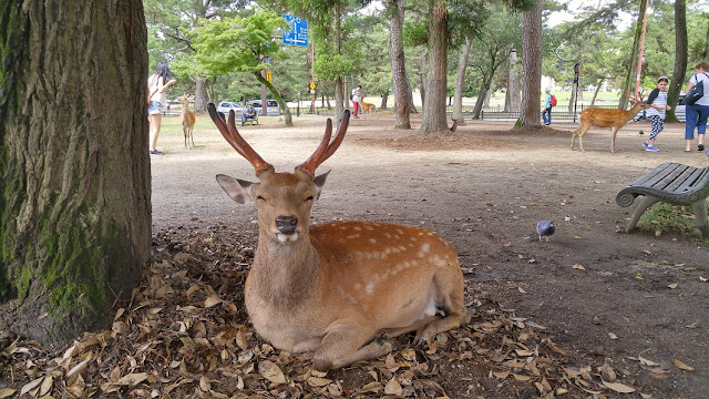 The deer in Nara Park is easy to approach