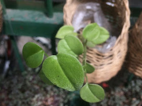 Peperomia incana