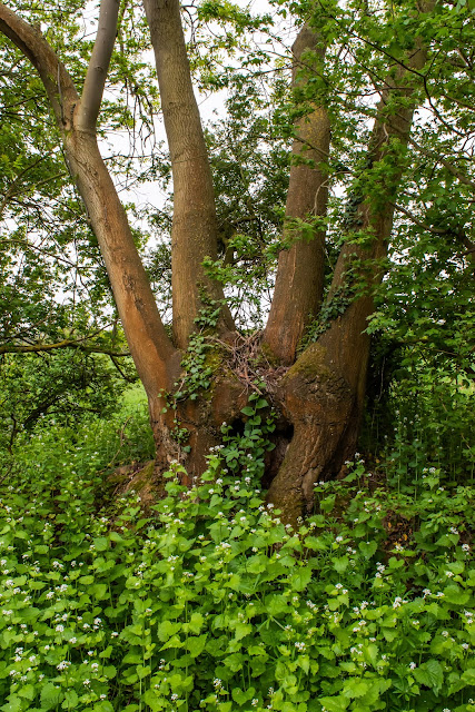 Appealing tree shape beside the path to Bullocky Fen