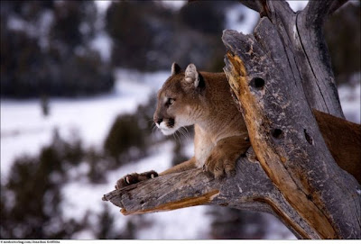 Stunning Close Up Photography Of Wild Animals