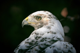A leucistic male red-tailed hawk with an eye injury.