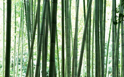 bamboo tree