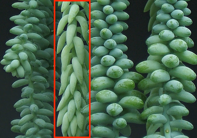 διαφορά ανάμεσα σε Sedum morganianum και Sedum burrito. Τα φύλλα του S. burrito είναι πιο στρογγυλωπά ενώ αυτά του S. morganianum είναι στο σχήμα μπανάνας.