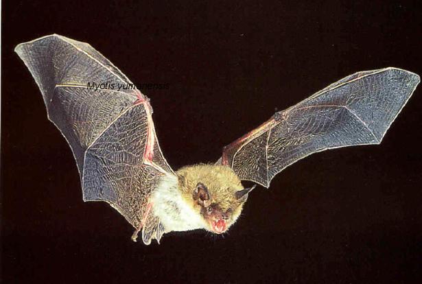 BATS have a slight sixth sense known as echolocation this