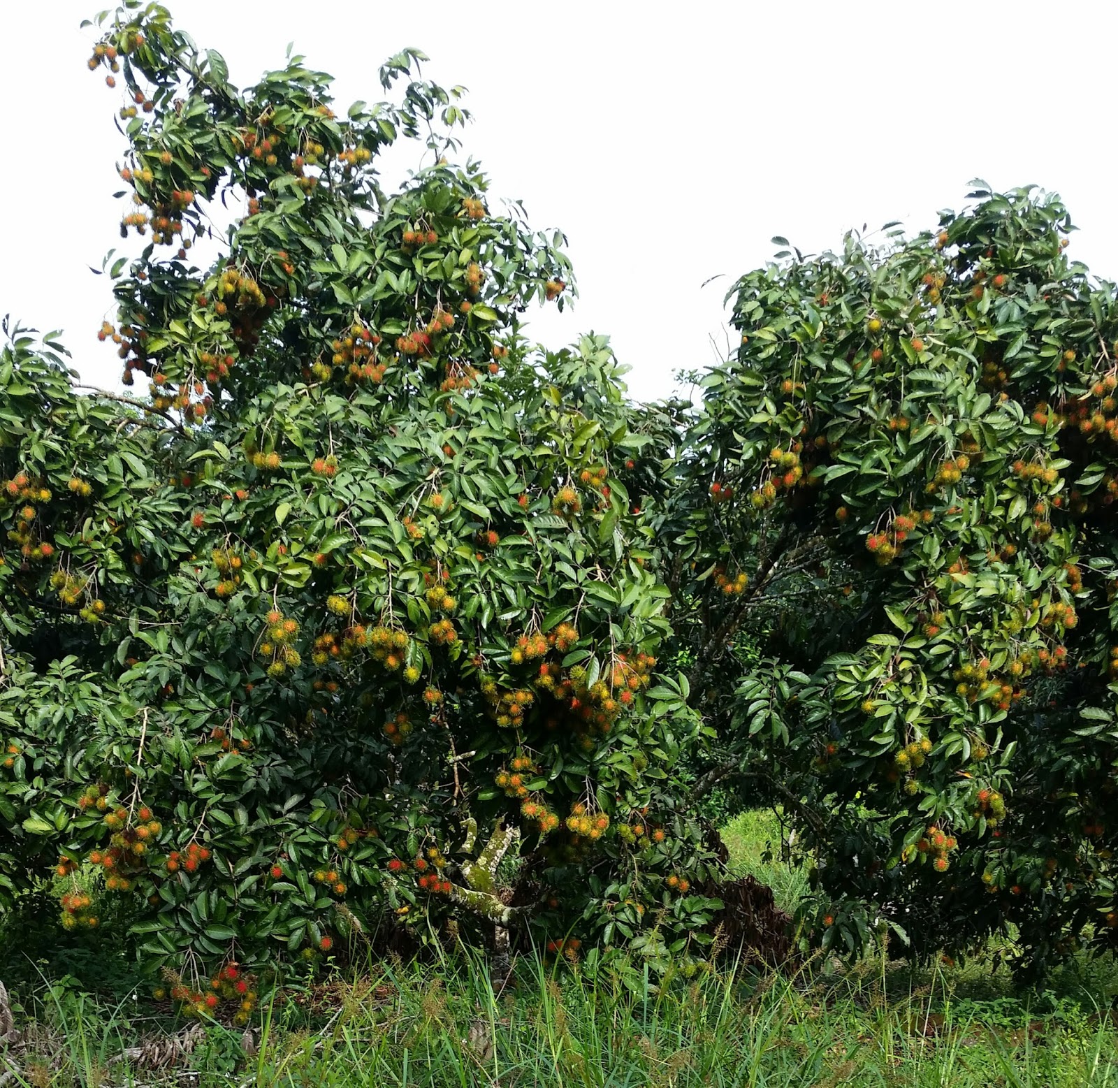 Warisan Petani Tanaman Rambutan  