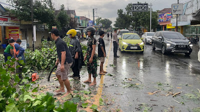 Pohon Tumbang Di Kec. Ngadiluwih Kediri Akibat Hujan Lebat Dan Angin Kencang Anggota Unit Turjagwali Lakukan Pengaturan Lalulintas