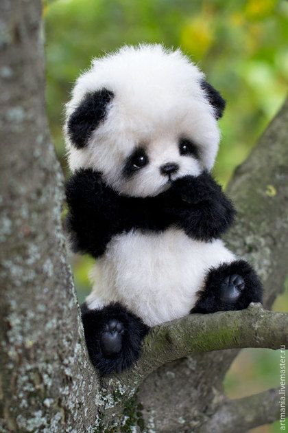   1000 Gambar  Wallpaper Panda  Keren 