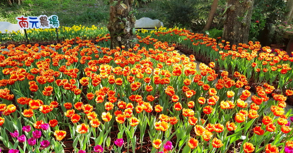 台南柳營南元花園休閒農場賞花季鬱金香展，亞洲最美渡假花園