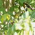 MA - Connecticut Warbler.....in Northfield!