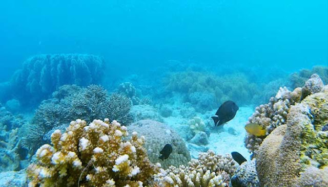 Menikmati Keindahan Bawah Laut Pantai Tanjung Karang Di Kabupaten Donggala 