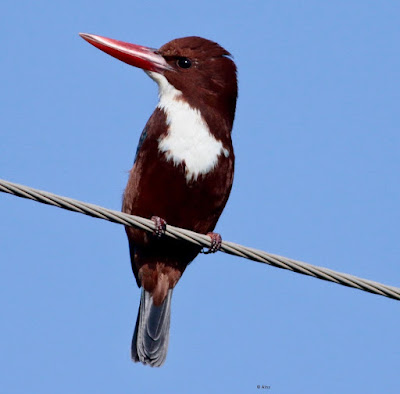 White-throated Kingfisher