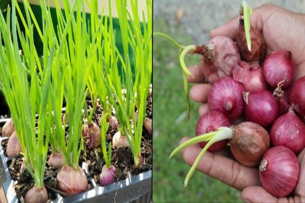 Cara Menanam Bawang Merah