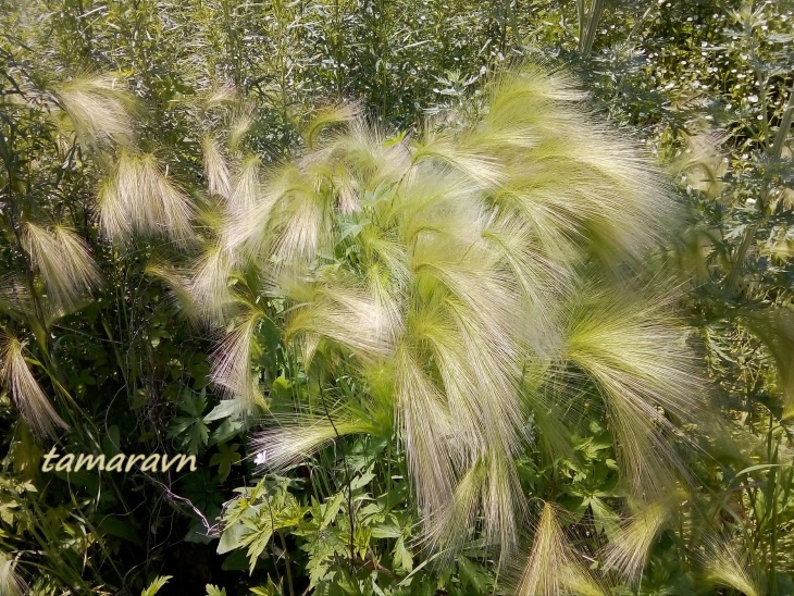 Ячмень гривастый (Hordeum jubatum)