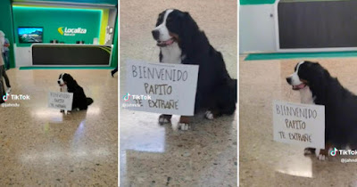 Emotivo encuentro en el aeropuerto: Perrito espera ansiosamente a su dueño con un cartel tierno