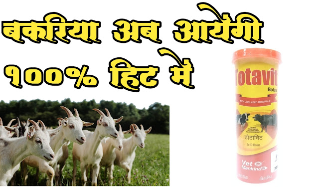Treatment For Goat Heat Problem
